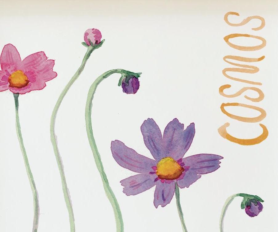 Cosmos birth flower simple watercolor print | October birthday month art | Mother's Day gift for her